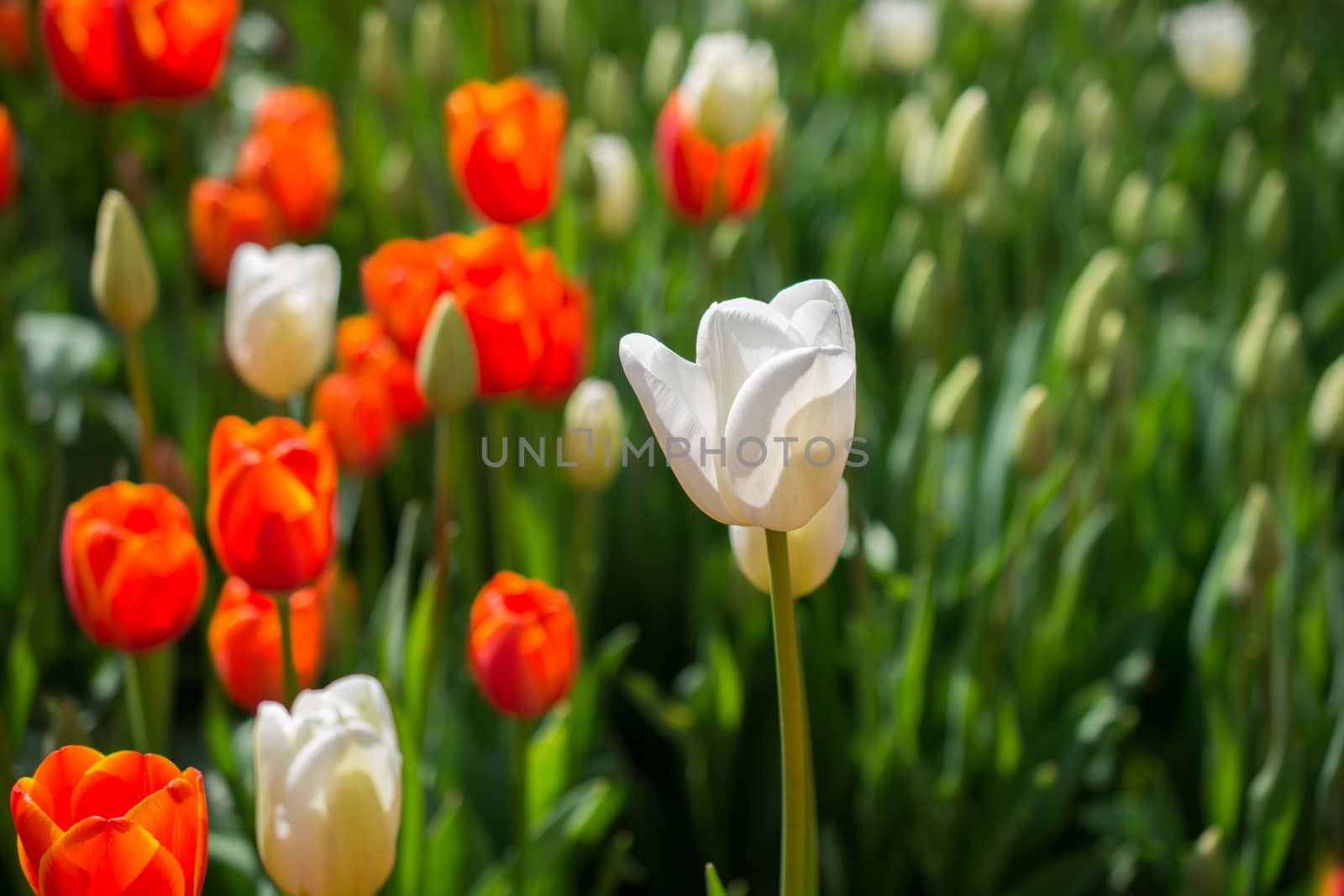 Tulip Flowers Blooming in Spring Season