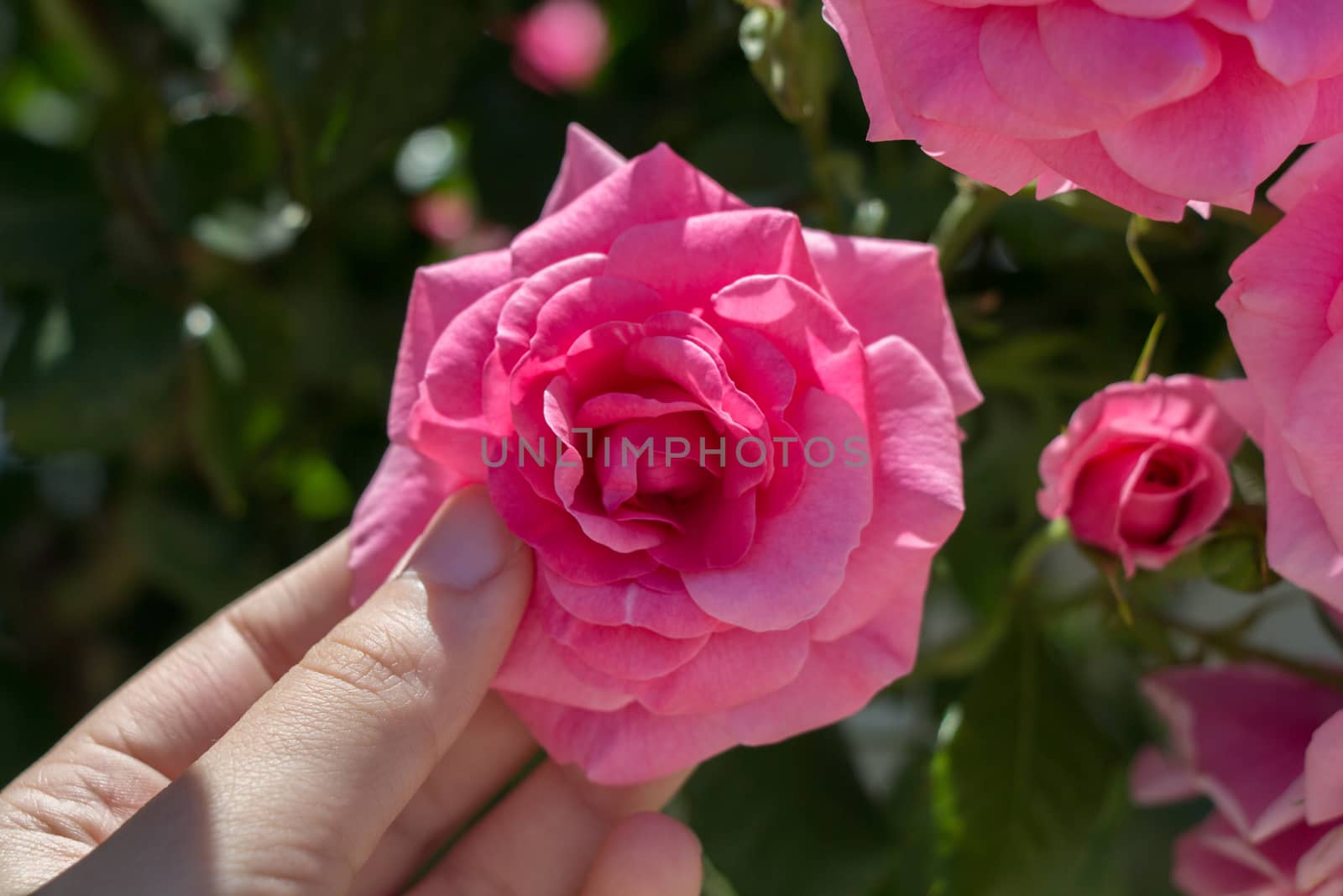 Hand holding a  colorful Rose Flower