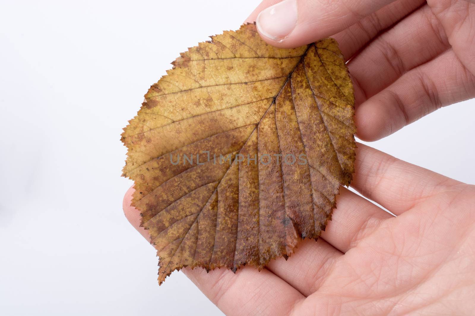 Hand holding a dry autumn leaf in hand on a white background