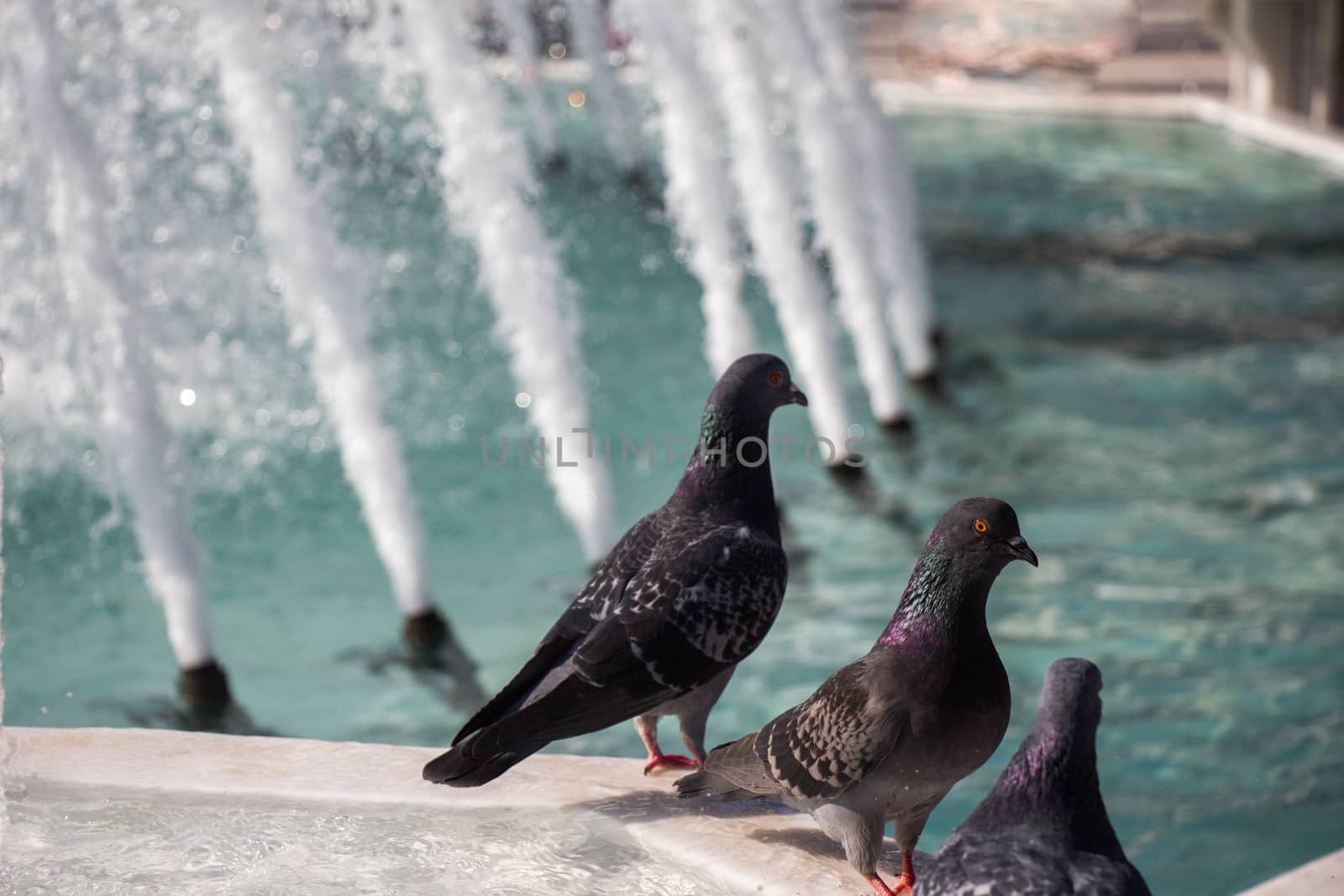 City pigeons by the side of water at a fountain