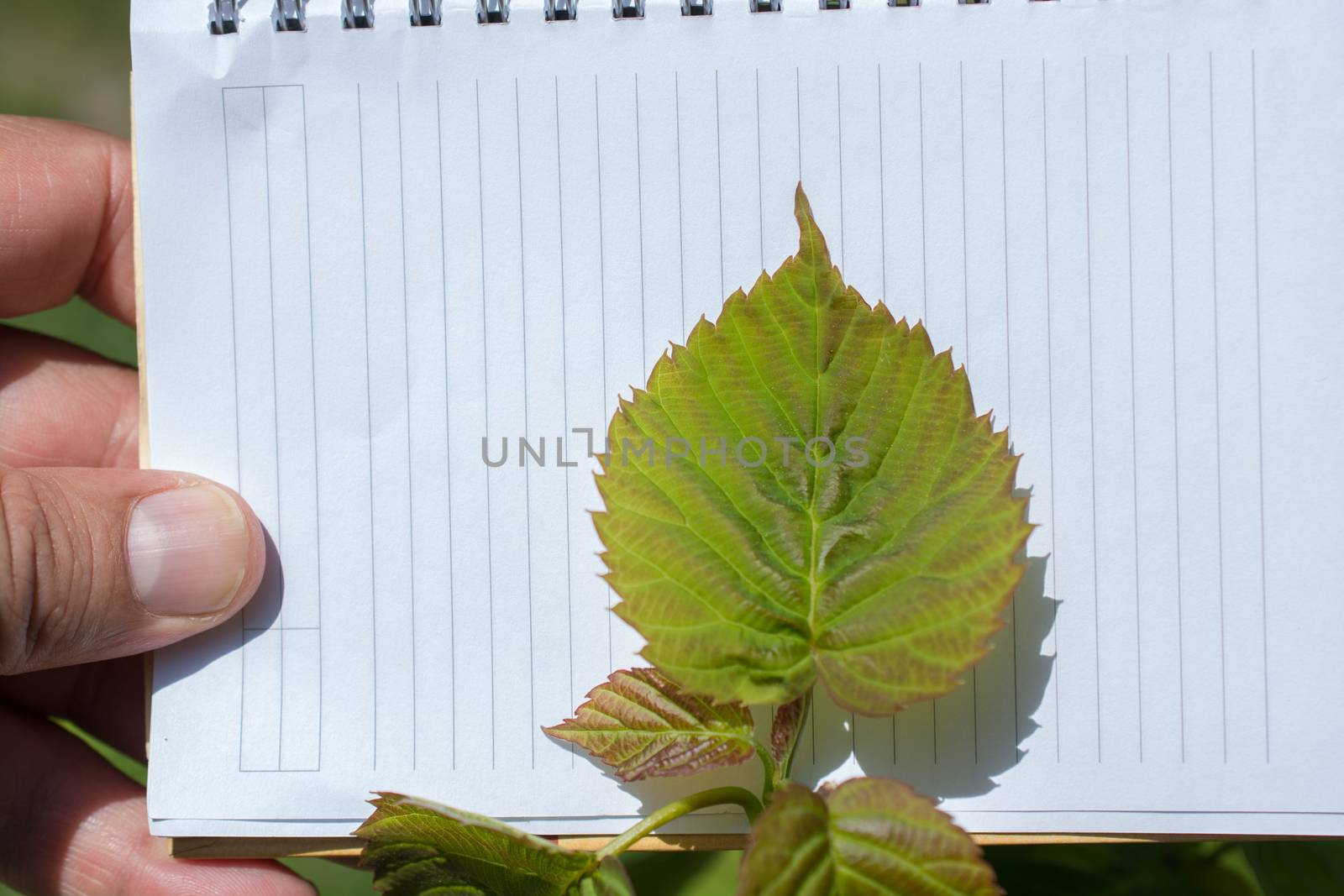 Green leaves in hand over a brown background