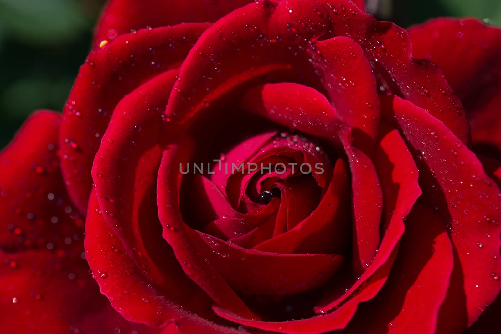 Beautiful colorful Rose Flower in close up view