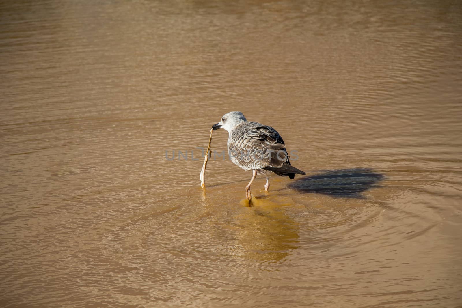 Seagull  on rest on ground with muddy waters