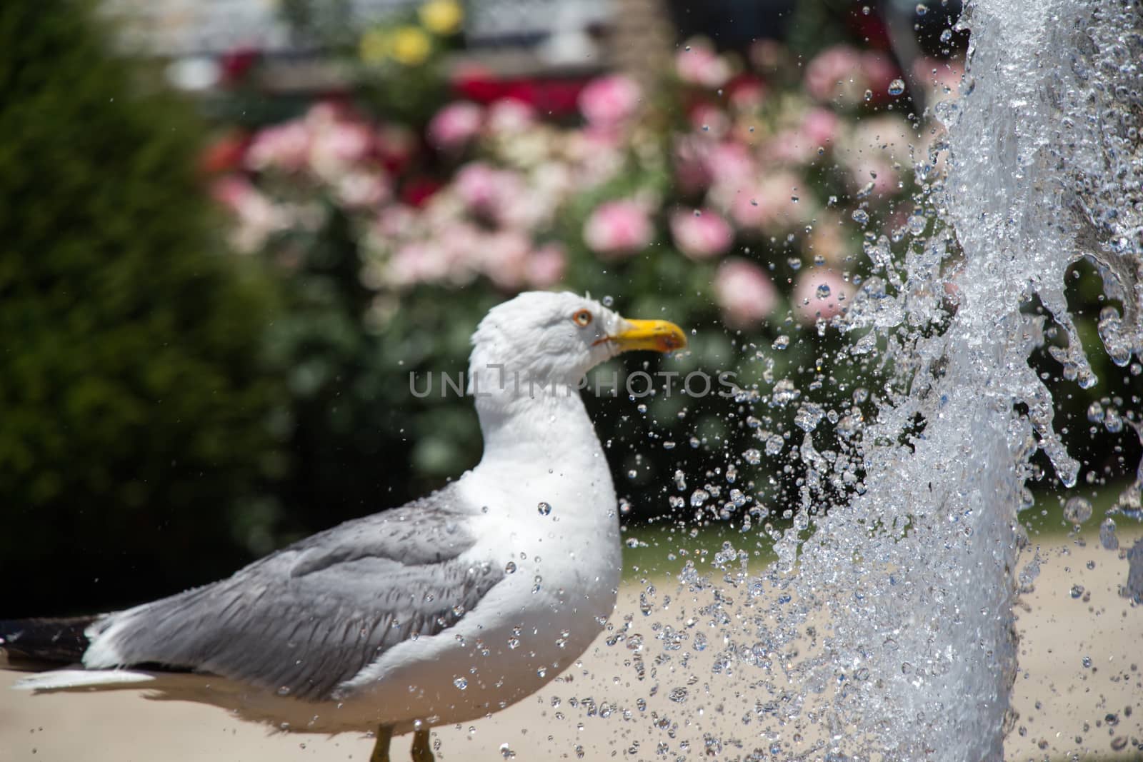 seagull by the fountain in the rose garden