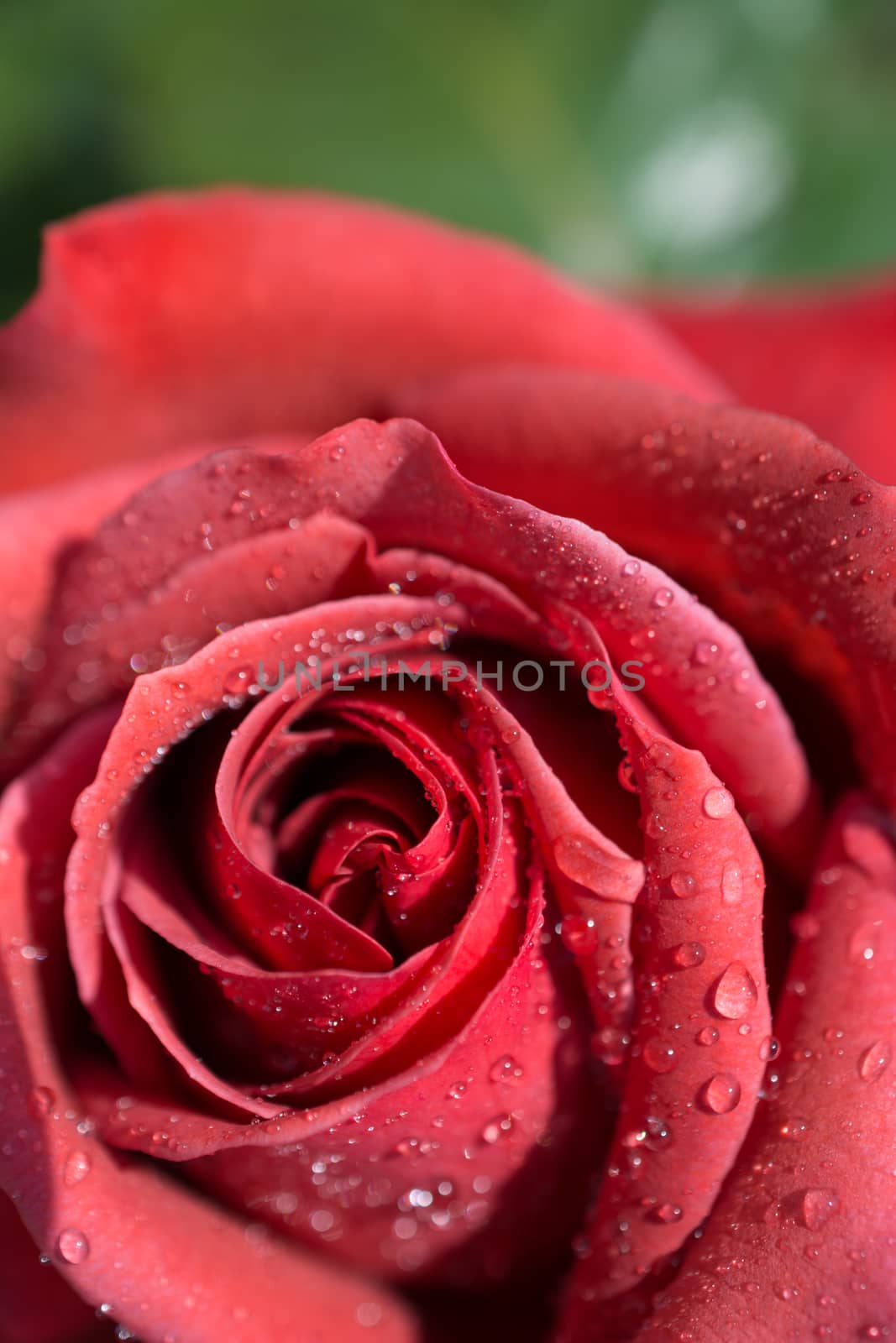 Beautiful colorful Rose Flower in close up view