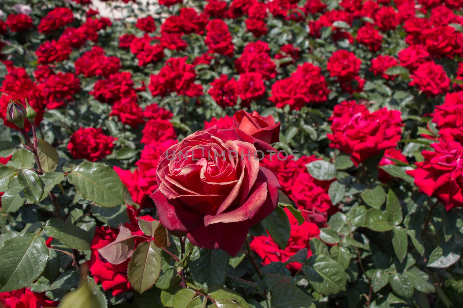 Blooming beautiful colorful roses in the garden background