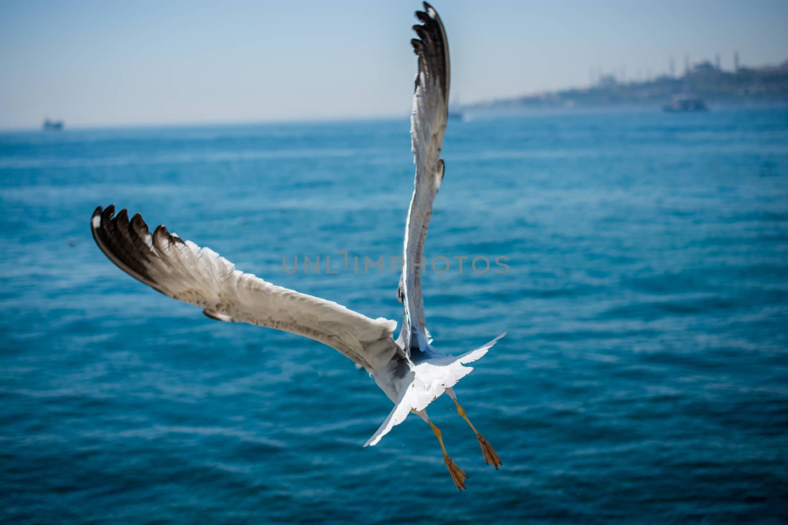 Single seagull flying with with sea as a background