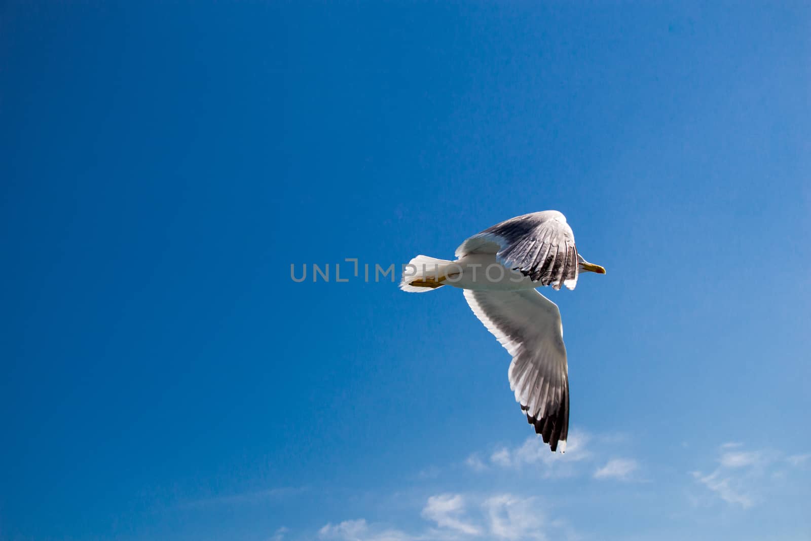 Single seagull flying in a cloudy blue sky as a background