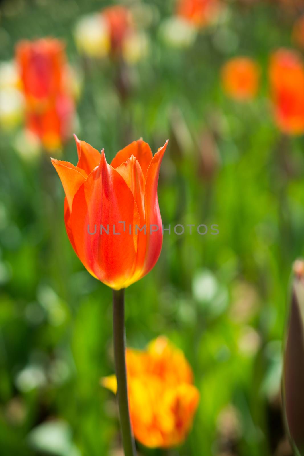 Single  Tulip Flower Blooming in Spring Season