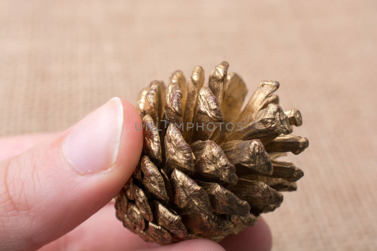 Hand holding pine cones on a canvas background