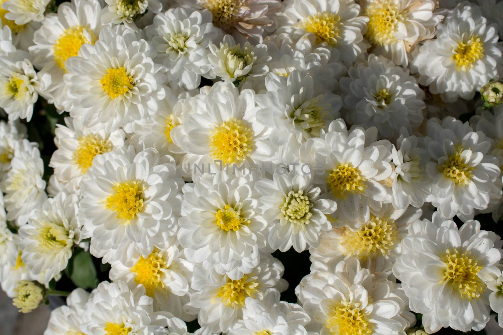 Beautiful fresh flowers as a background