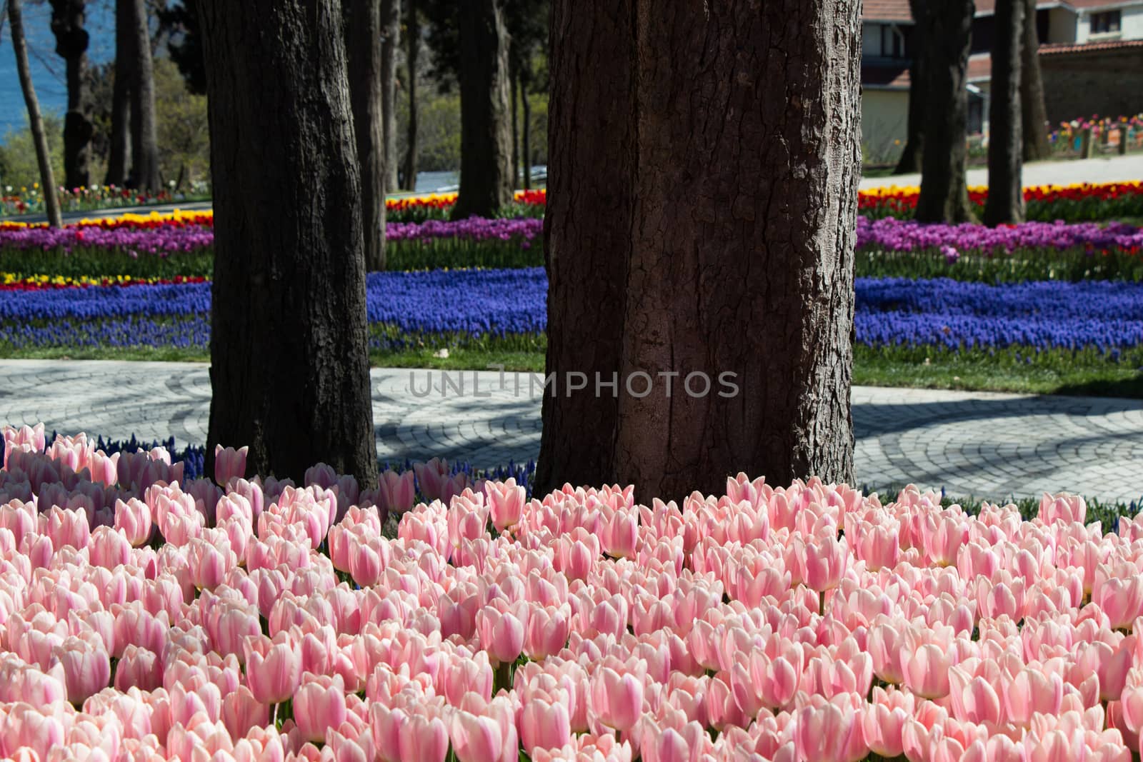 Colorful tulip flowers bloom in the garden