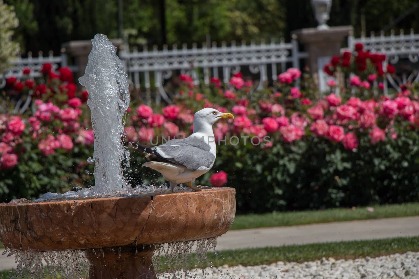 Single seagull in the park with roses