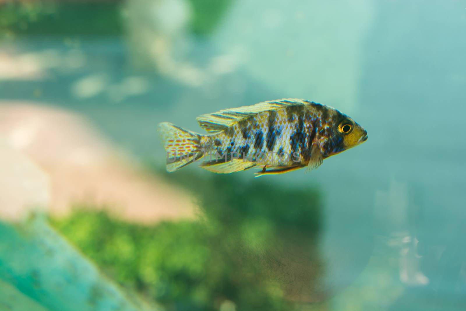 Beautiful colorful fish swims in the aquarium environment