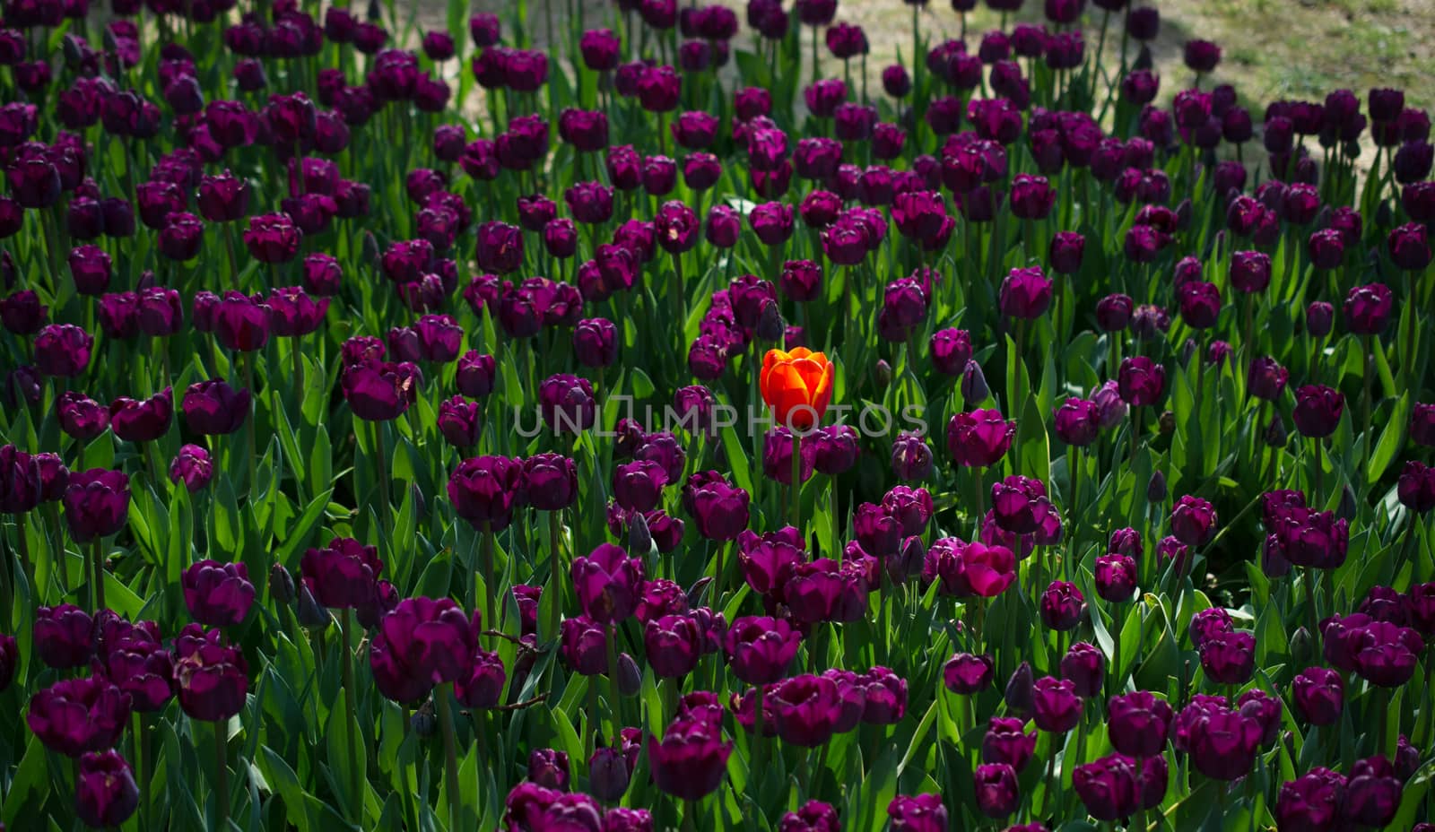 Colorful tulip flowers as a background
