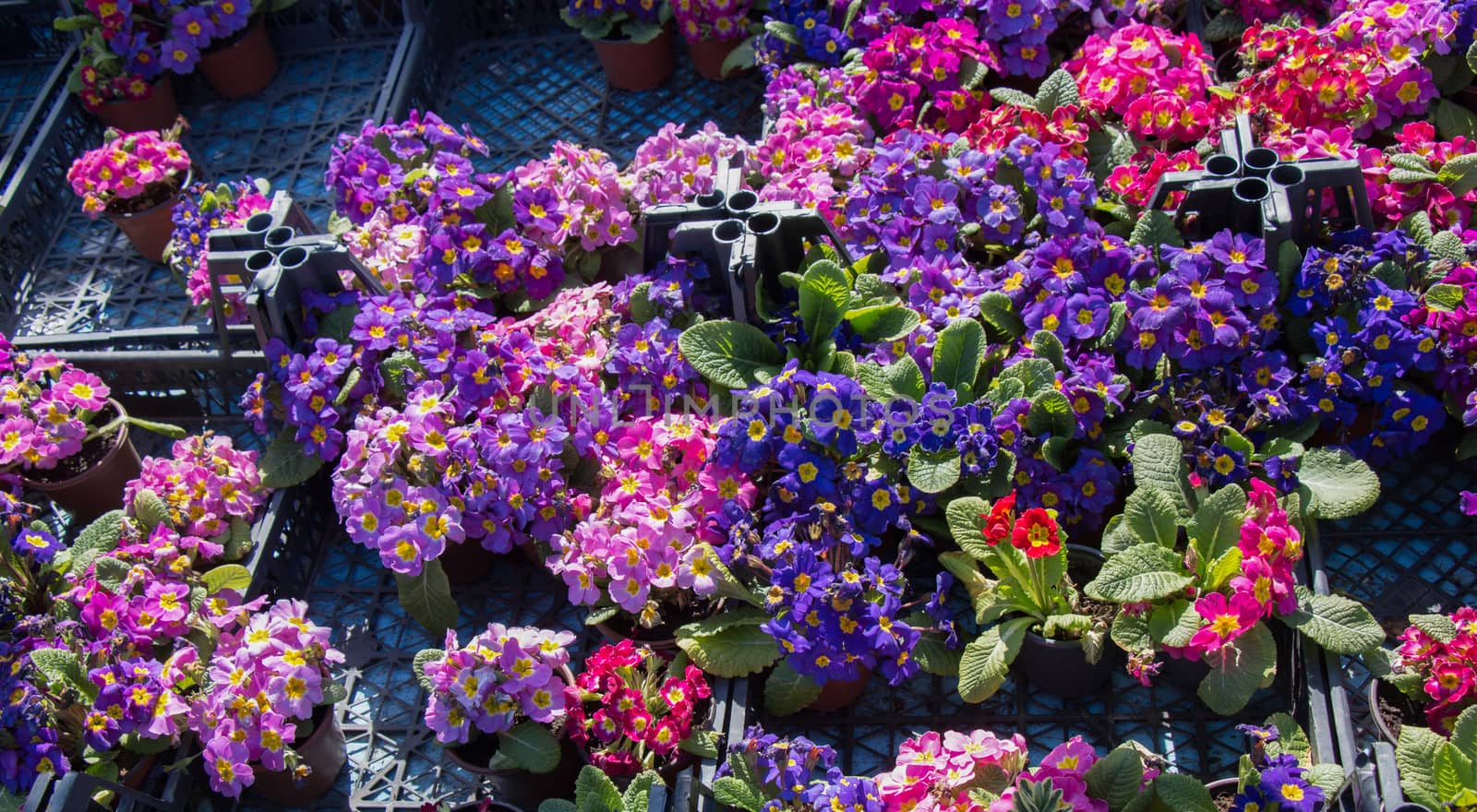 Blooming spring  flowers as a colorful background