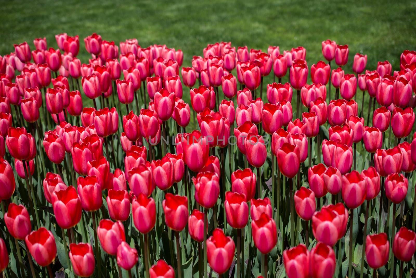 Pink color tulip flowers bloom  in the garden