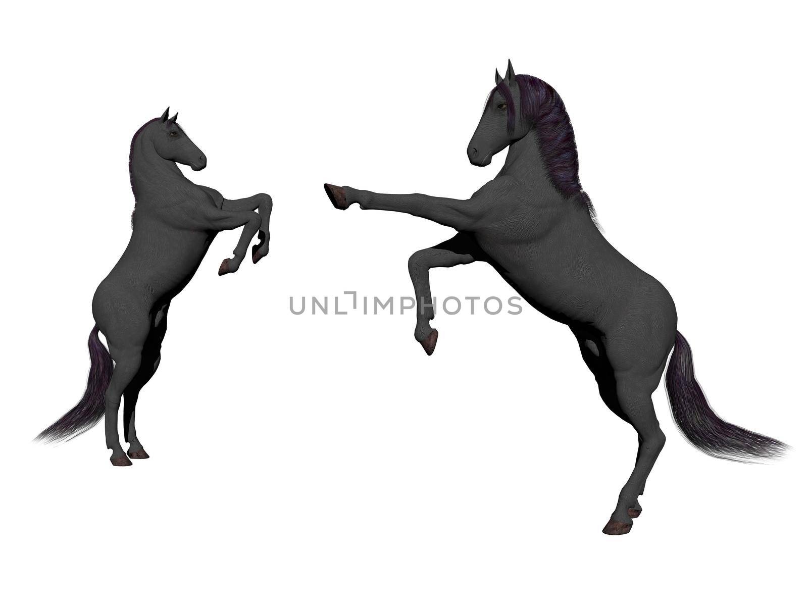 Couple of white horse on white background - 3d rendering by mariephotos