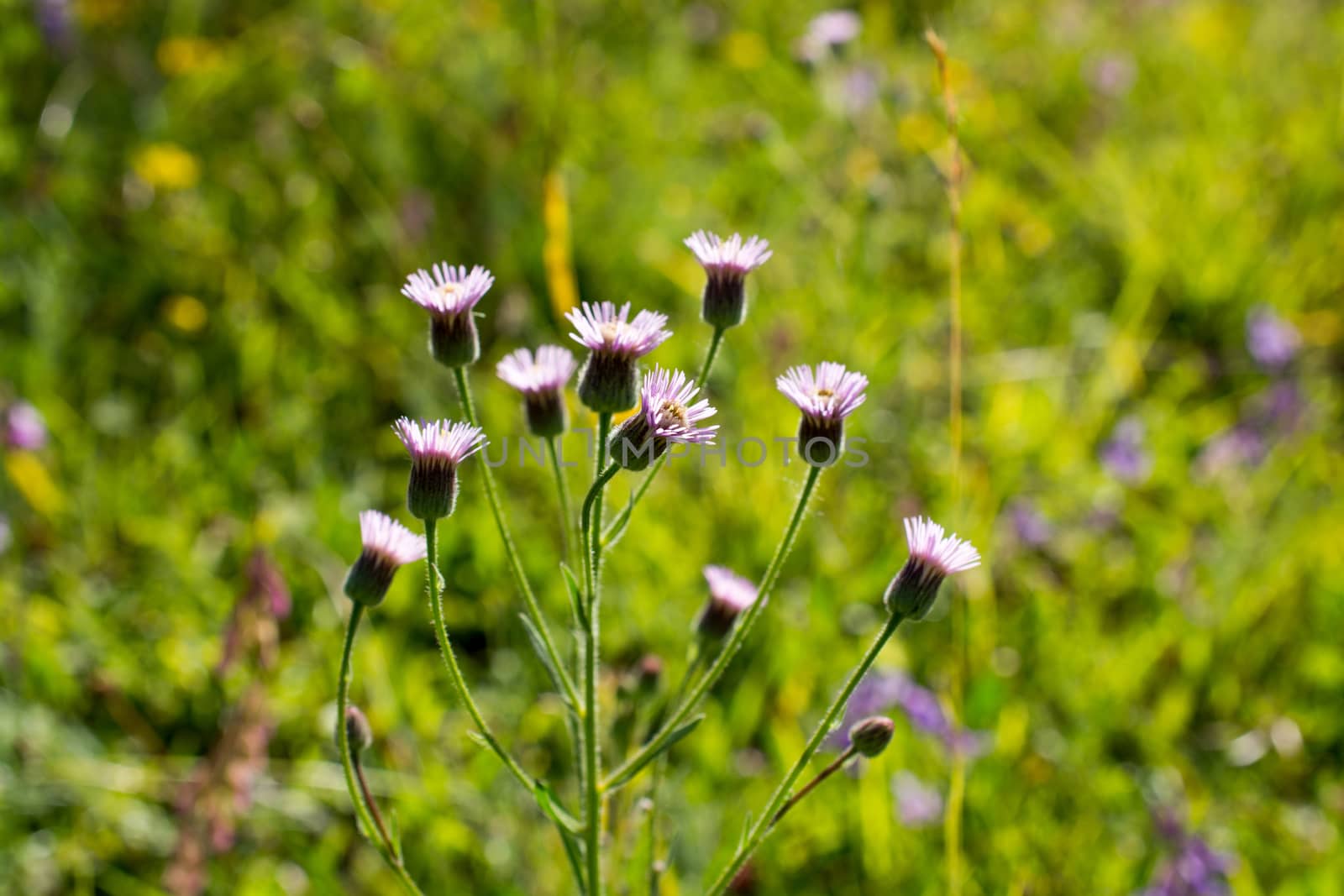 Beautiful fresh flowers in nature background
