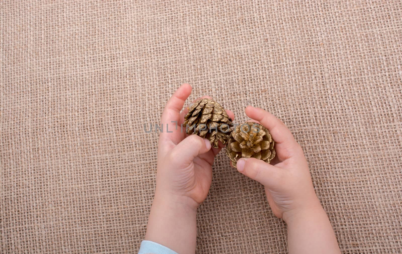 Hand holding pine cones on a canvas background