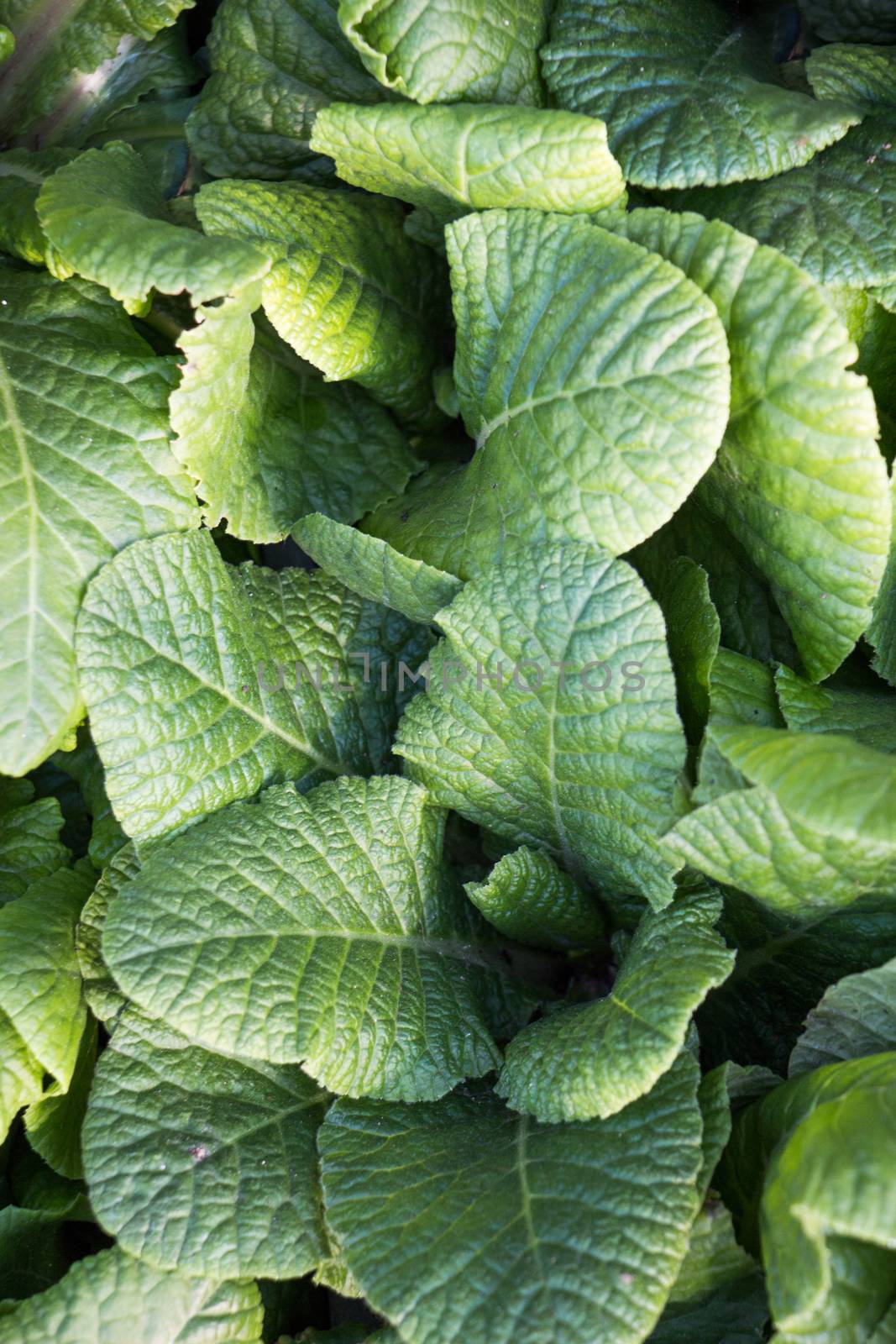 Young plant found on nature background