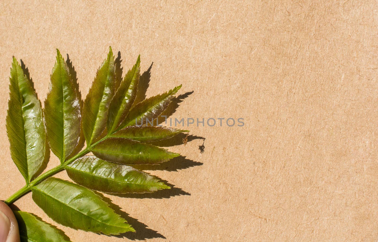 Leaves in hand over a notebook page
