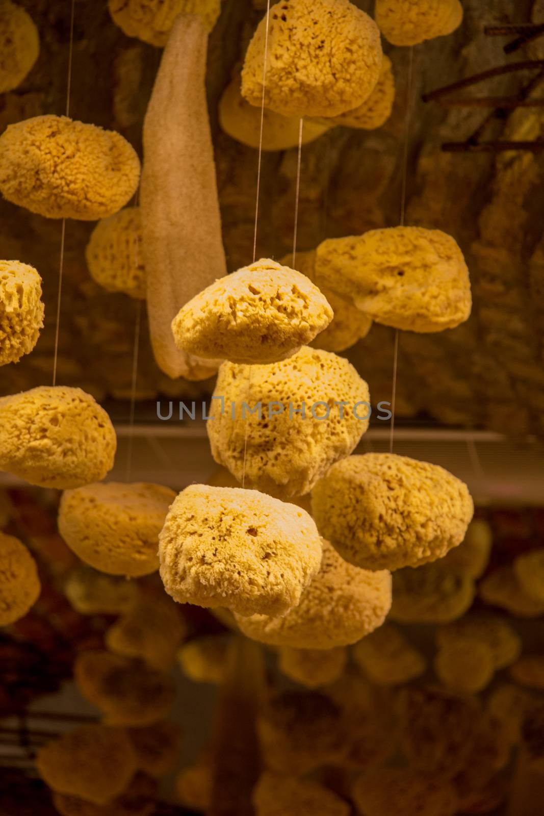 Collection of sea sponges hanging on a market stall