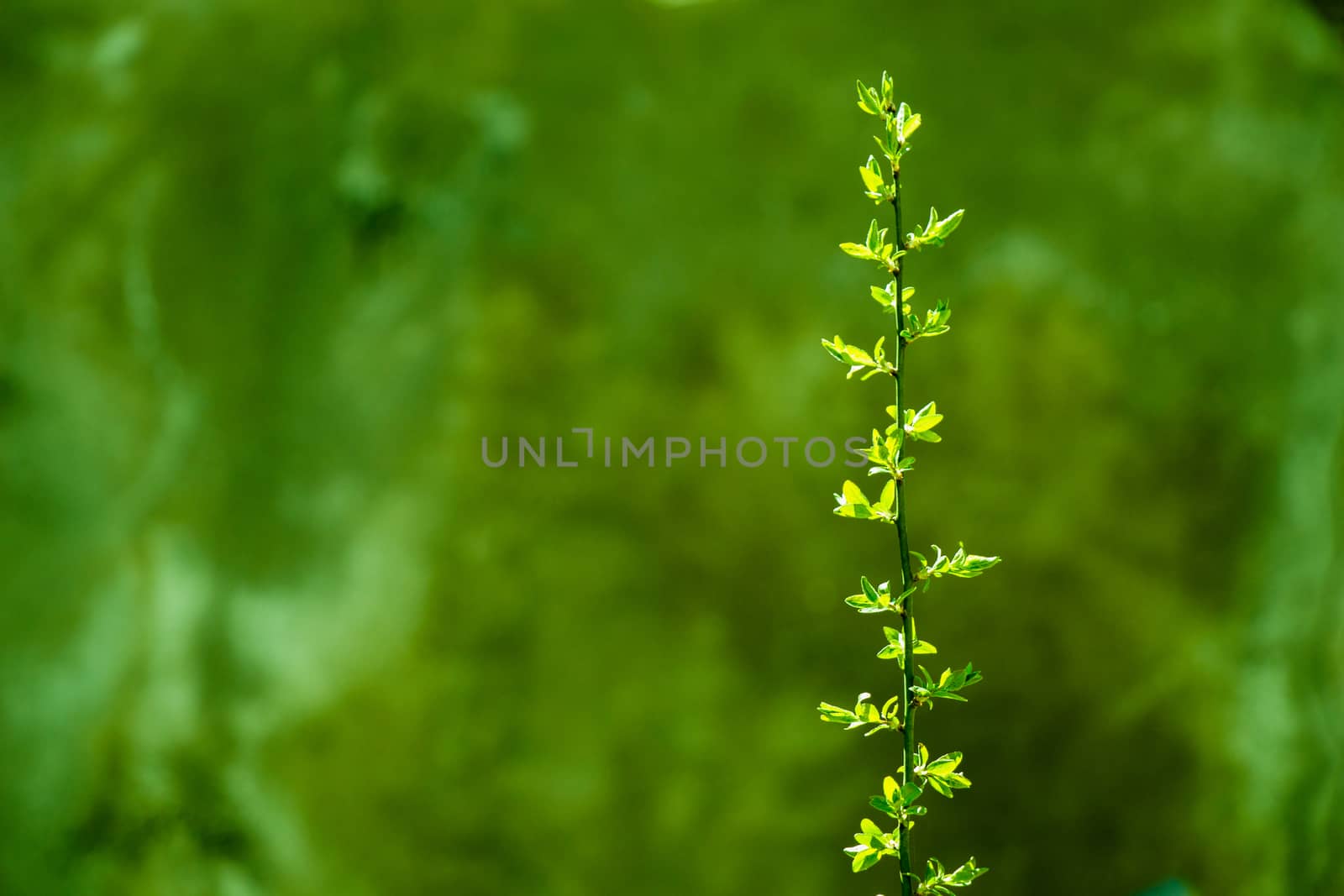 Young tree blooming in flowers in a garden