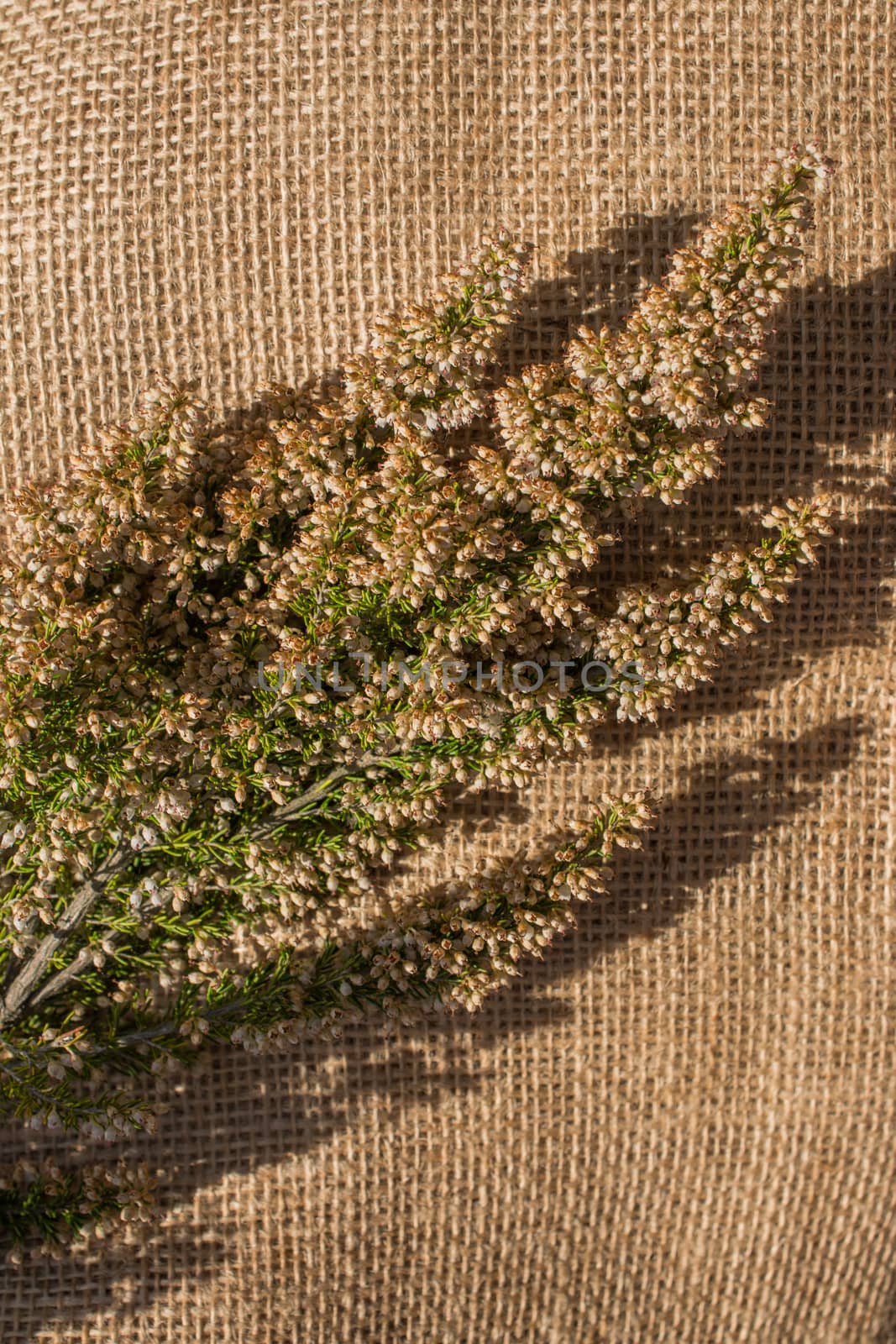 Green leaves placed on linen canvas