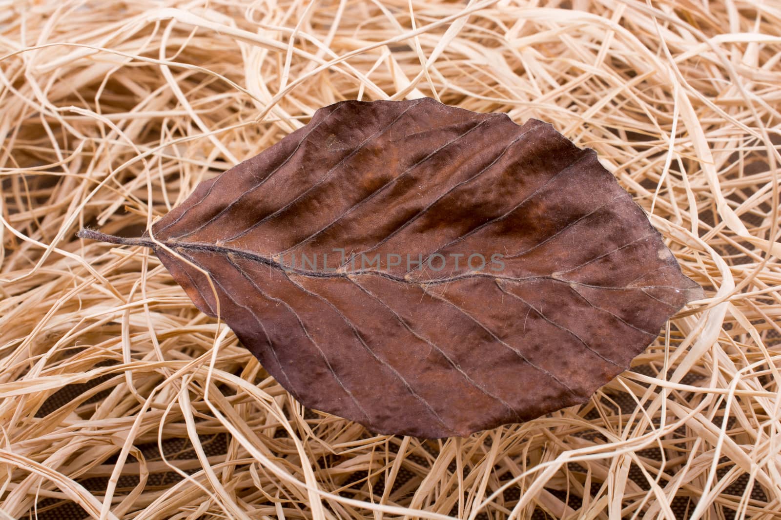 Beautiful dry autumn leaf placed on a straw background