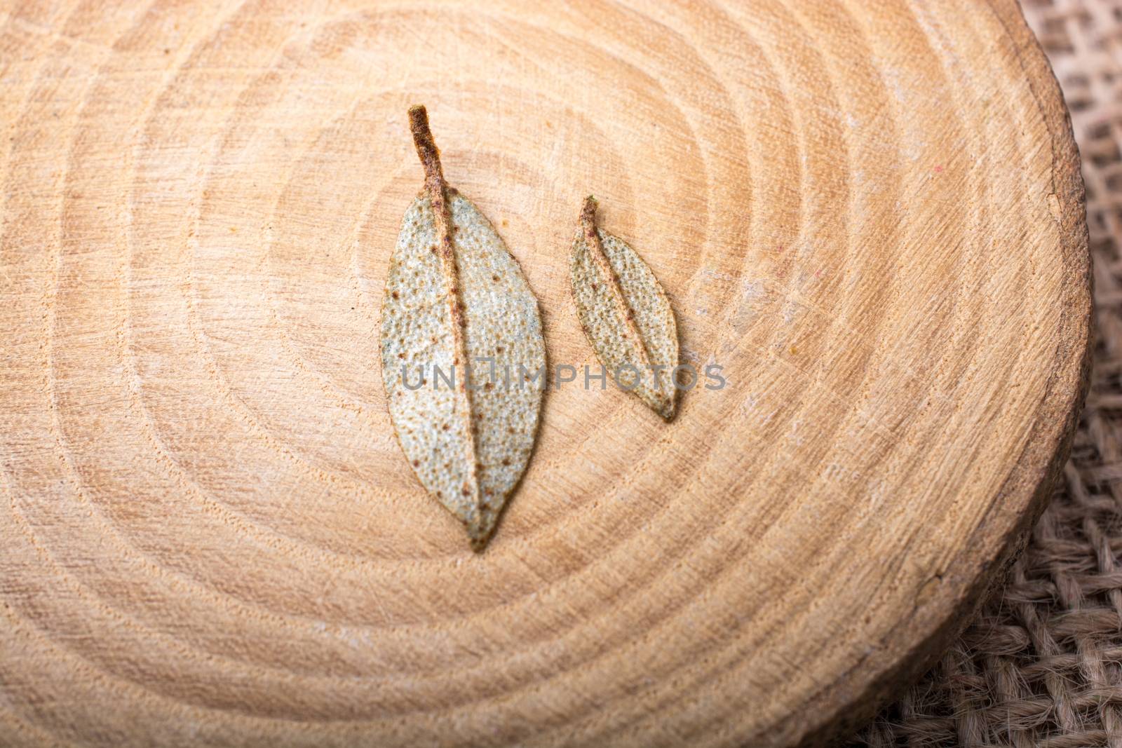 Dry green leaves on a a piece of wood on canvas