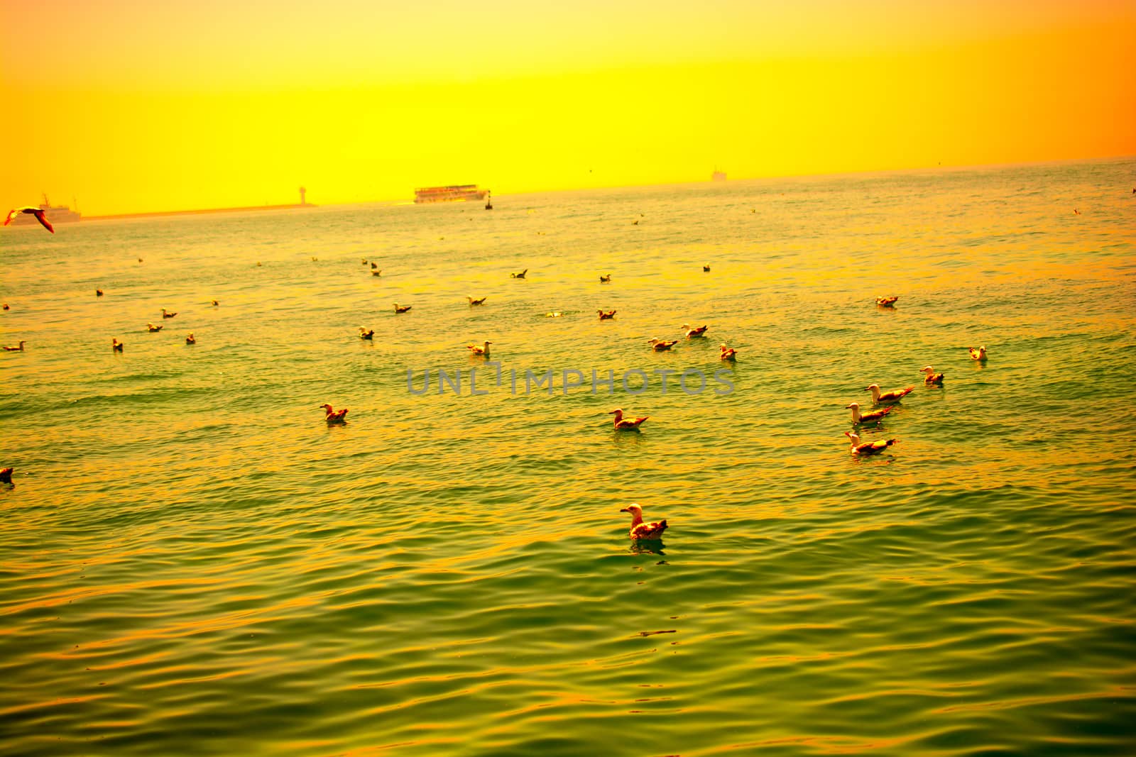 Seagull are in water of the sea