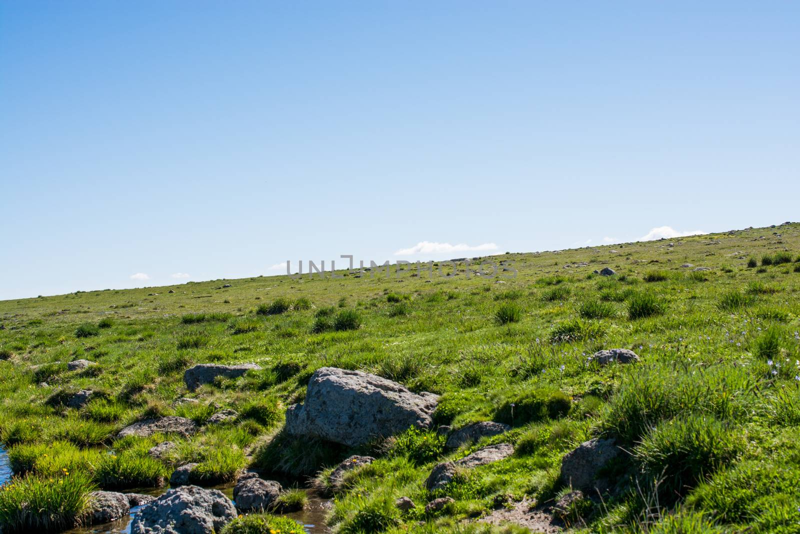 Wild grass on highland meadow in the summer time in Artvin in Turkey