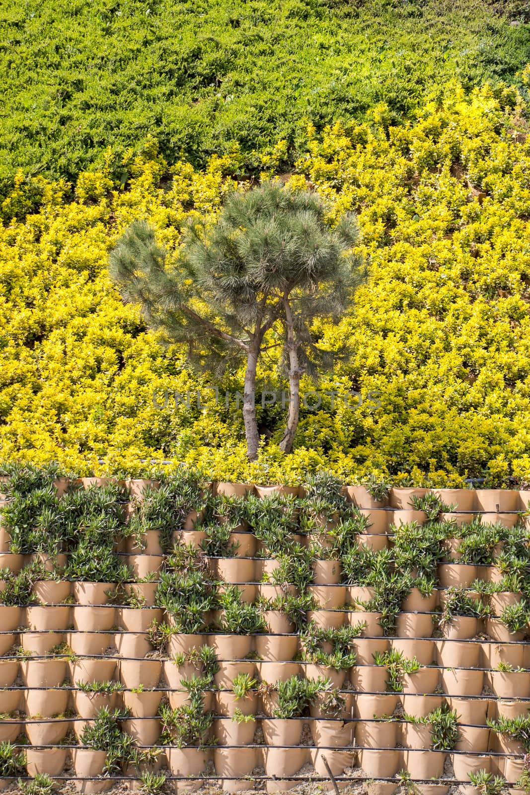 Young tree blooming in flowers in a garden