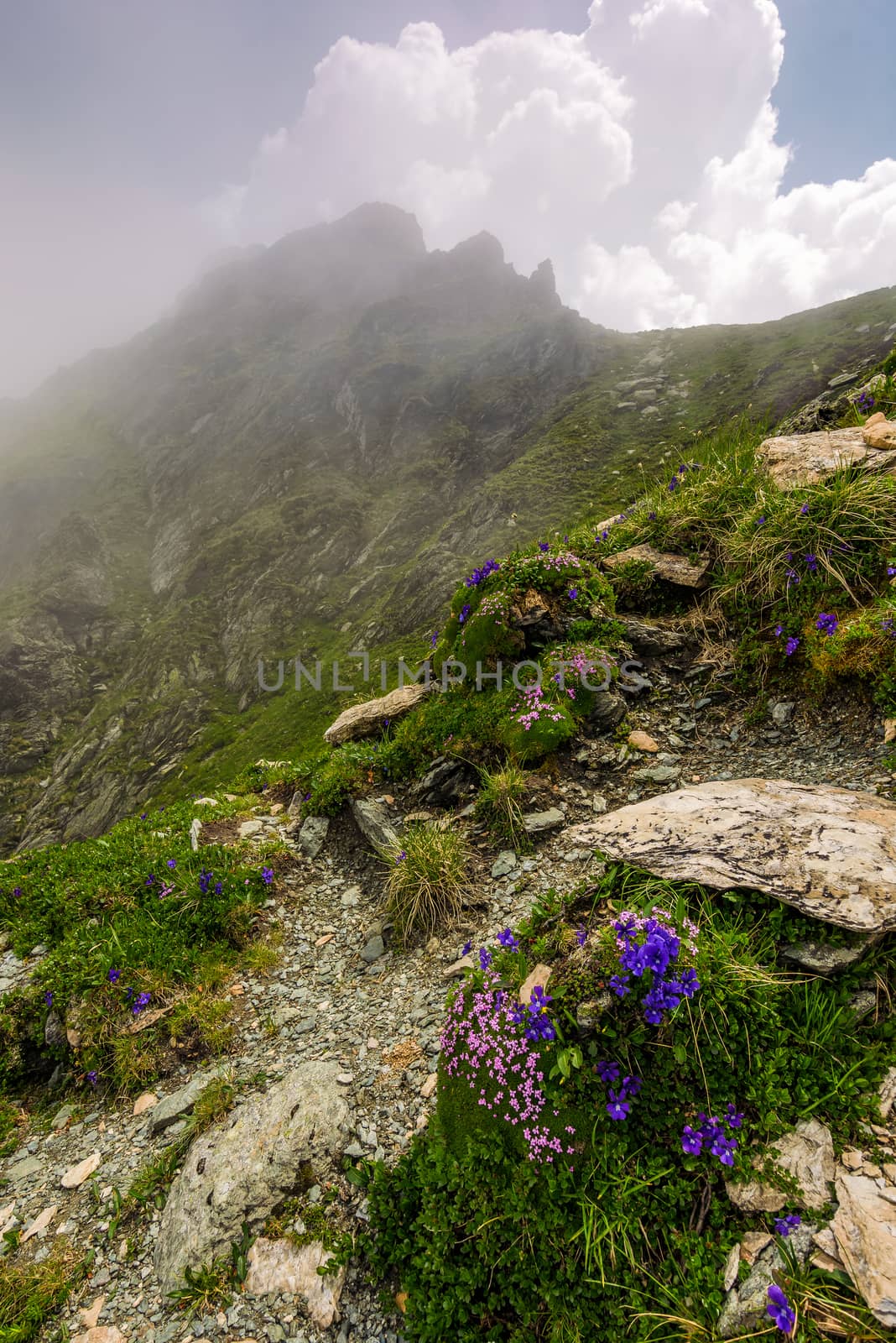 beautiful flowers on Steep slope of rocky hillside by Pellinni