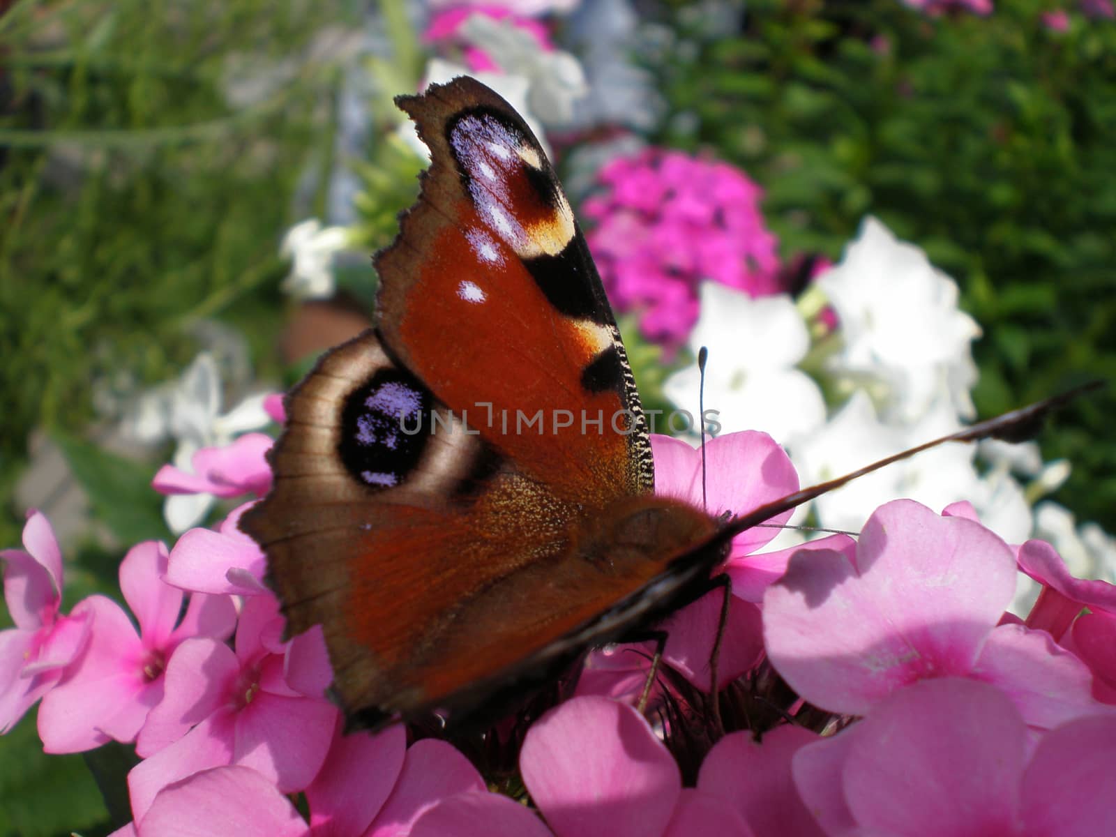 Butterfly on a purple flower by Kasia_Lawrynowicz