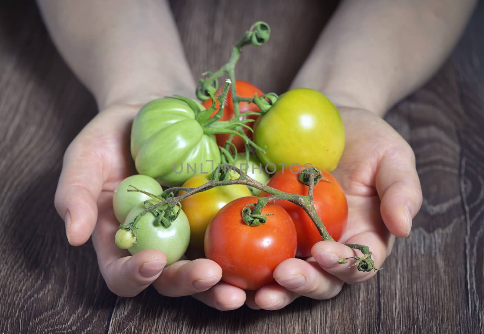 Fresh tomatoes in hands by jordachelr