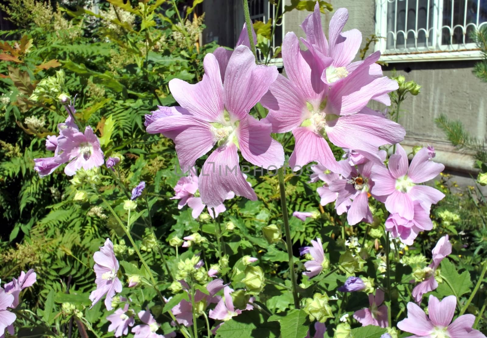 delicate pink flowers in bright sunny light