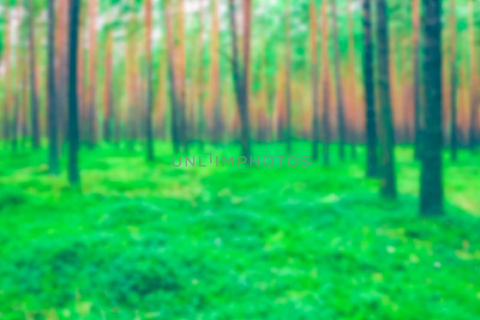 Green pine forest - blurred image by sengnsp