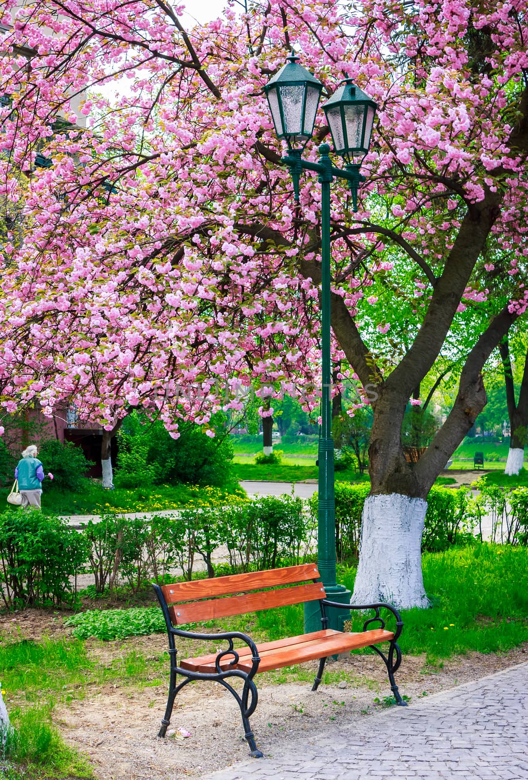 beautiful sakura blossom in the park. wooden bench and green lantern under the branches of tree