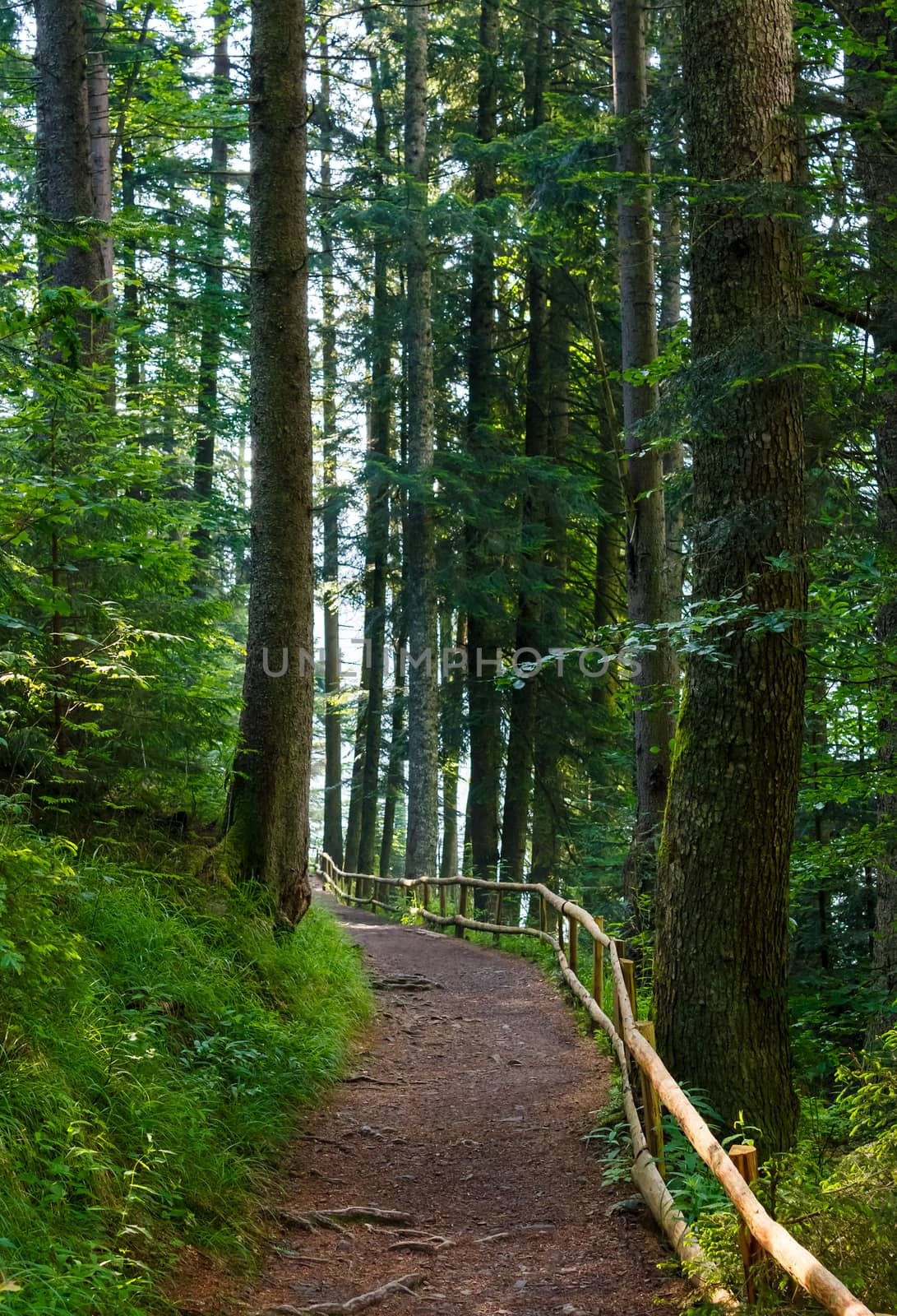 forest trail among the tall trees in the morning by Pellinni