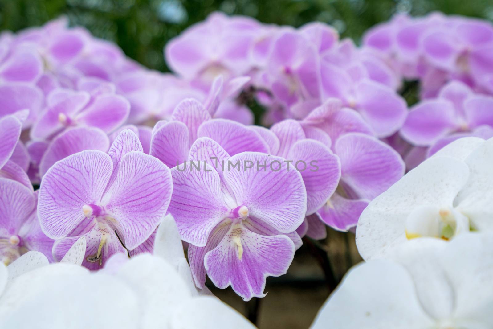 beautiful purple orchid in the flower garden