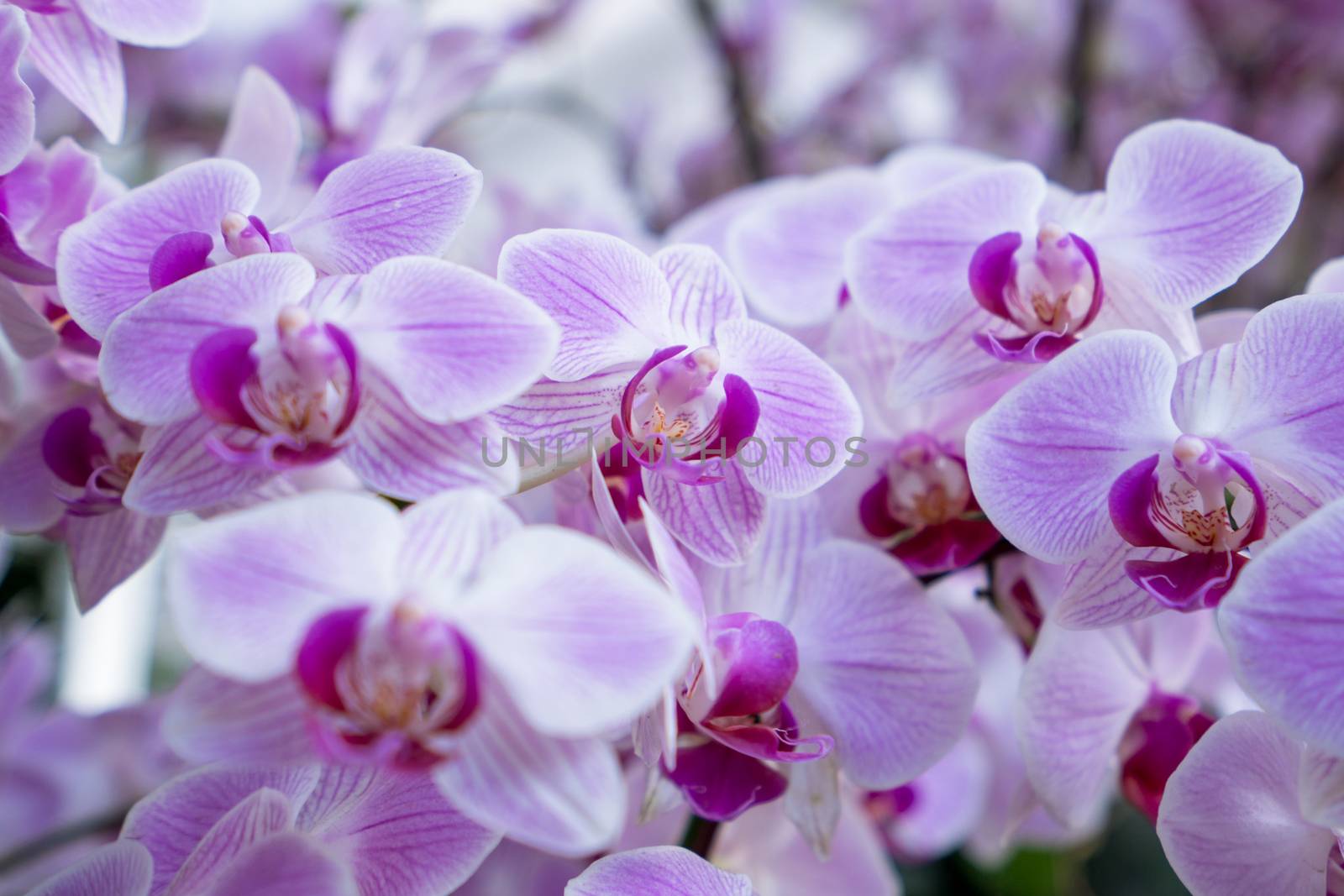 beautiful purple orchid in the flower garden