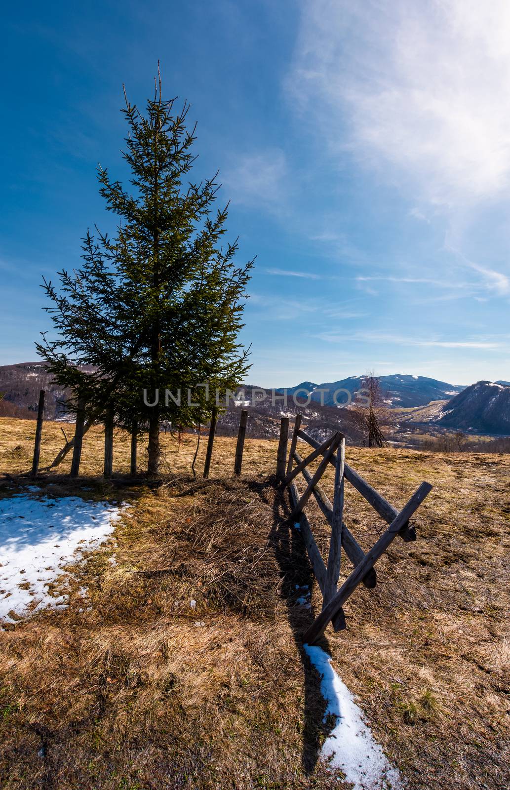spruce tree near the fence in mountains by Pellinni