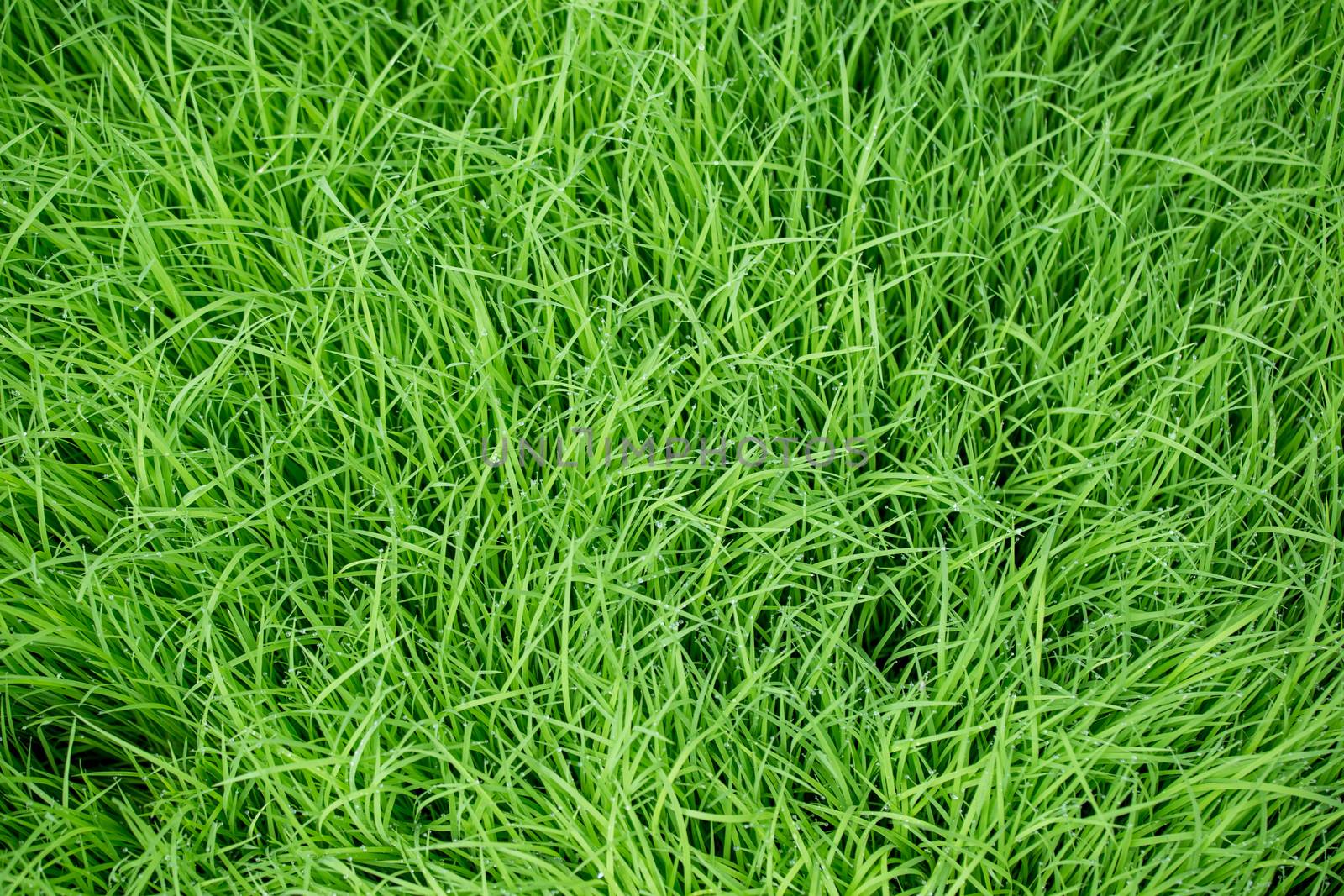 top view of green grass with water drops