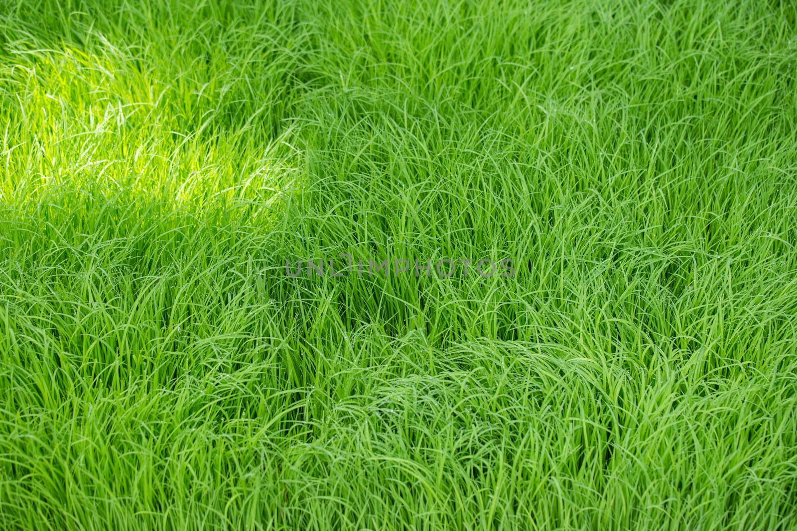 top view of green grass with water drops