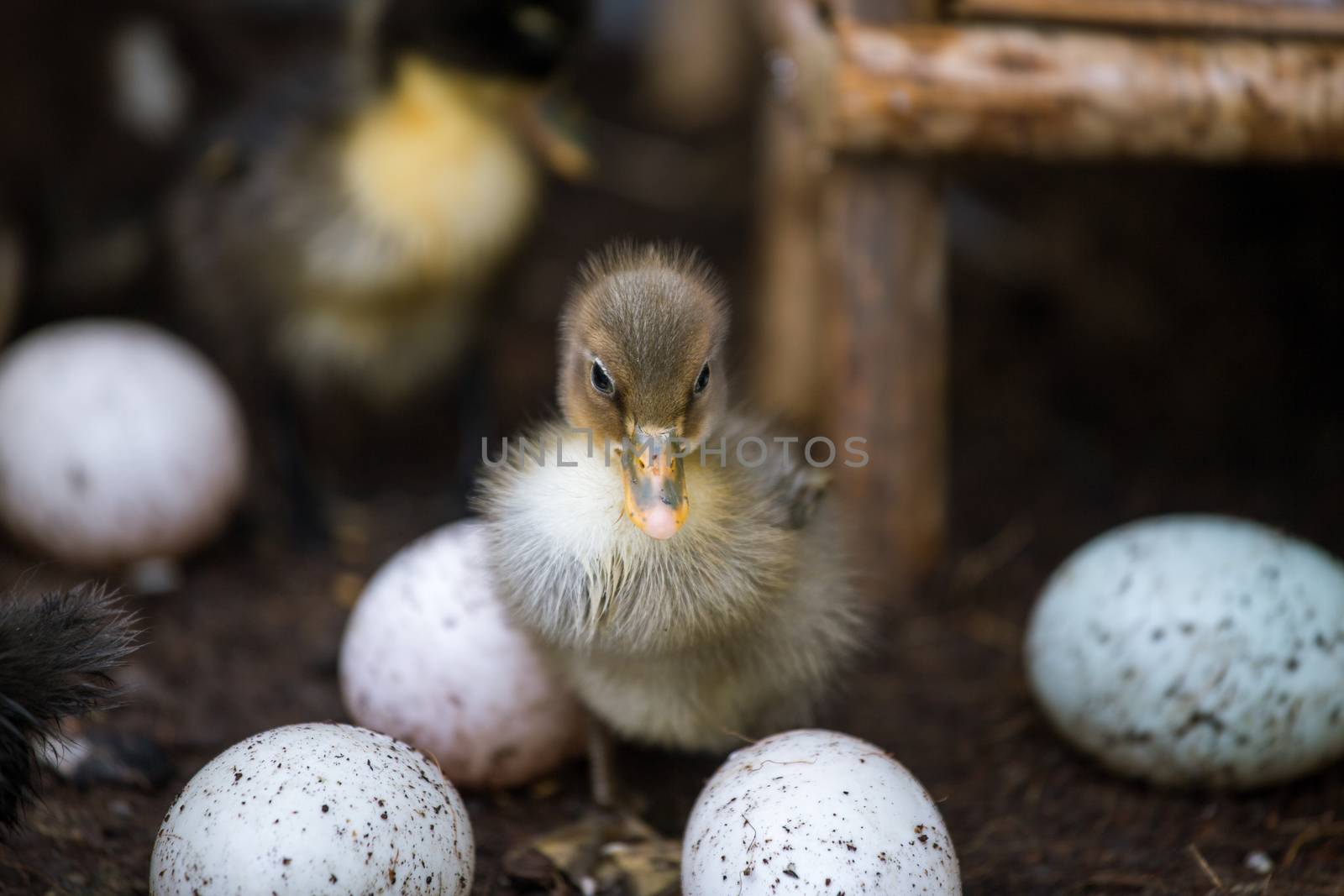 little duckling with egg in a farm
