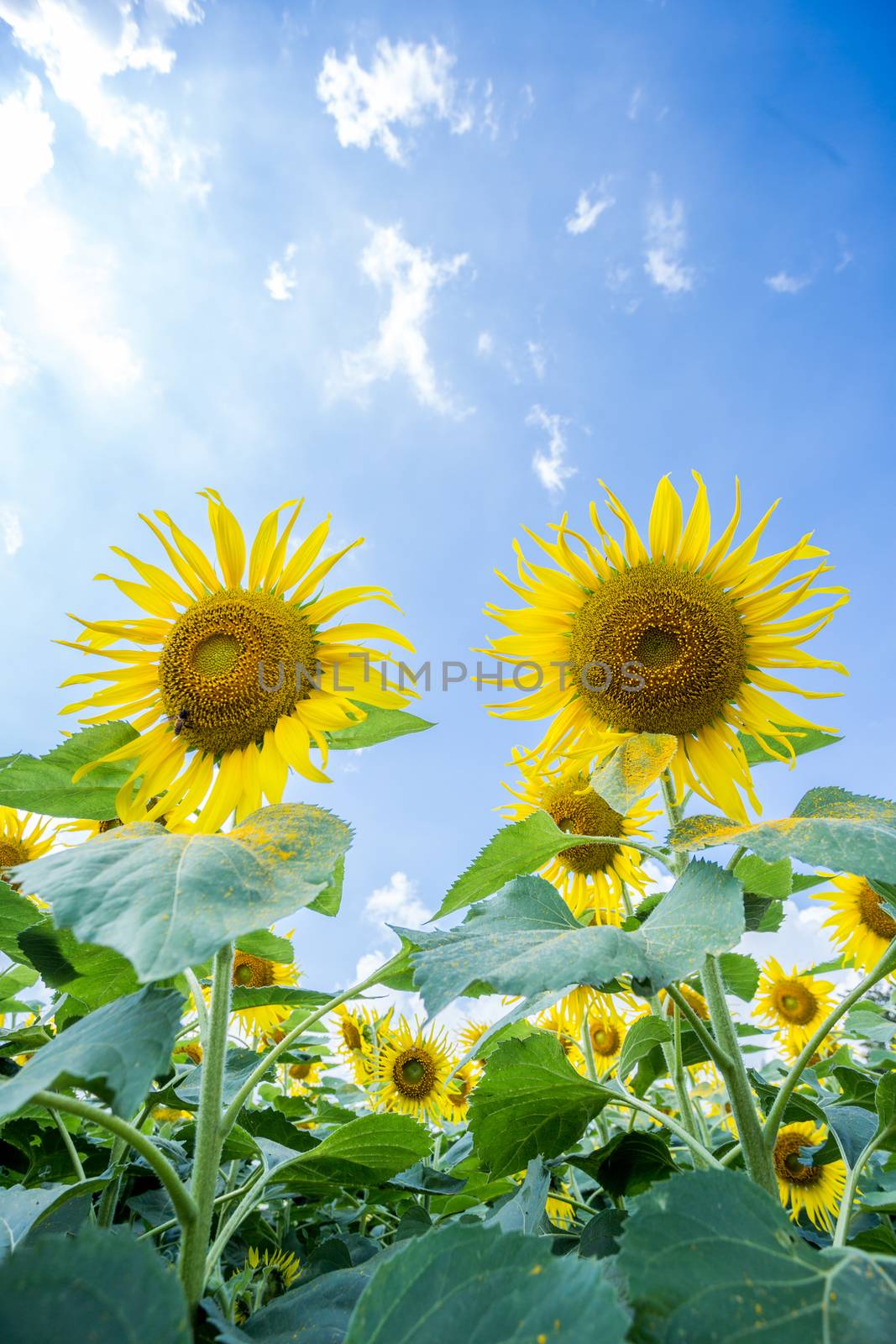 sun flower garden by antpkr