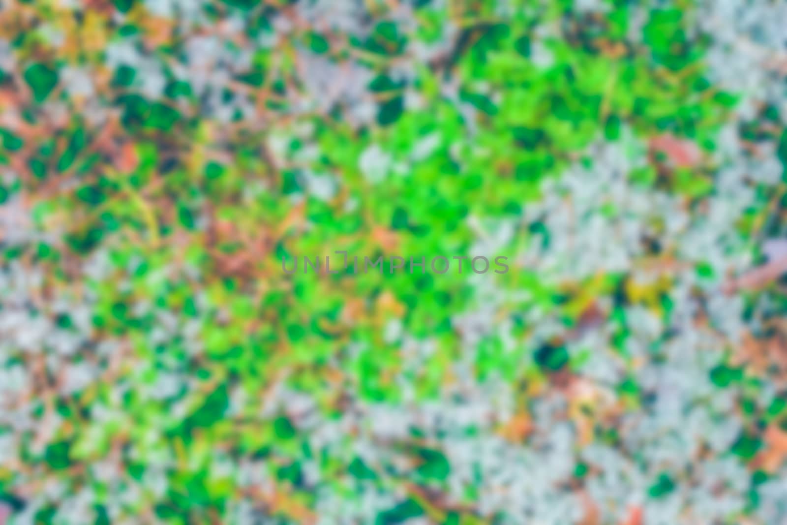 Green moss - soft lens bokeh image. Defocused background