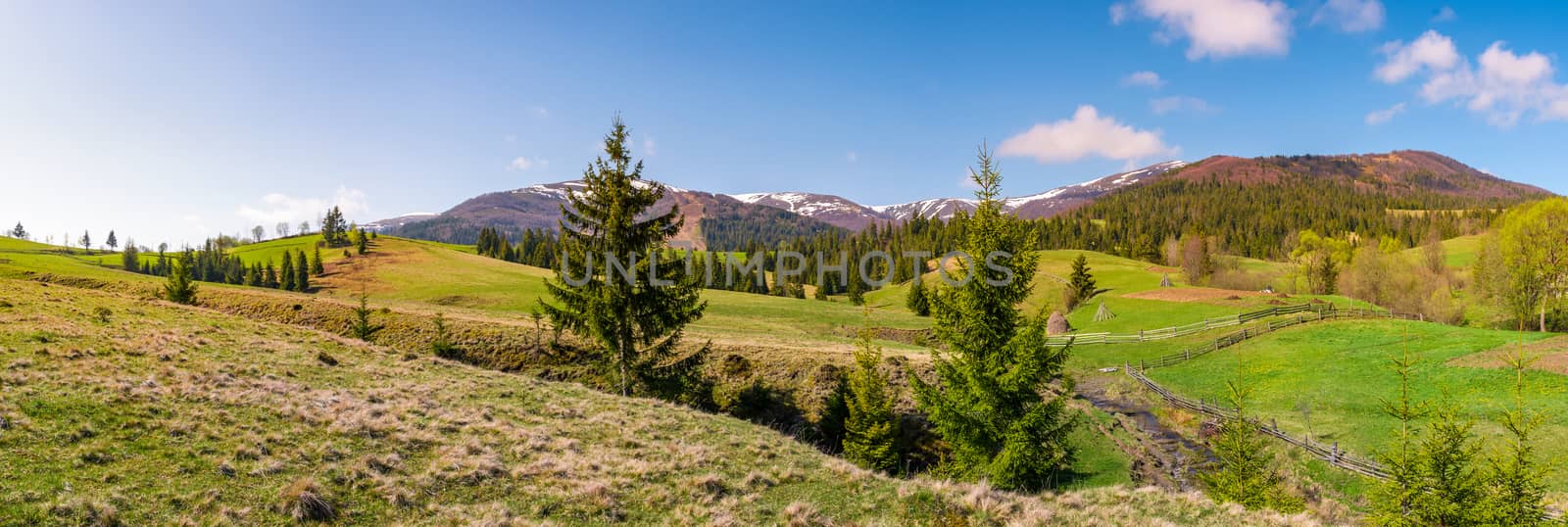 panorama of mountainous landscape in springtime. lovely scenery with spruce trees on grassy hillsides. mountain ridge with snowy peaks in the distance